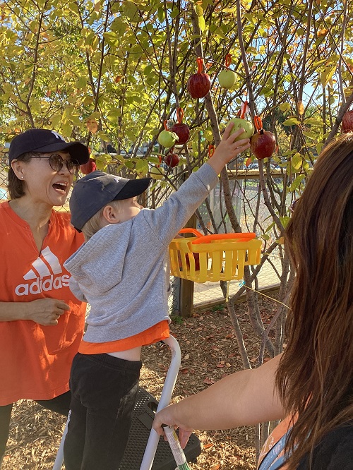 child on a stool picking apples from a tree