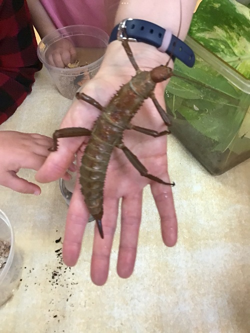 Volunteer from the butterfly conservatory is holding a Stick Bug in her hand, there are toddler children in the background, you can see their hands