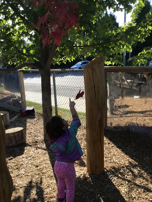 Toddler child standing and pointing to the tree leaves