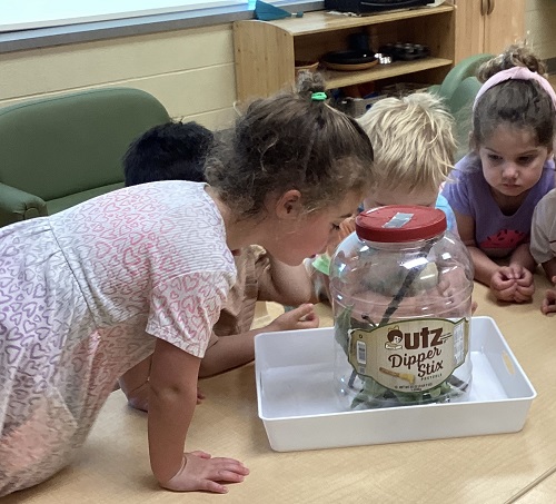 Children looking at a catapillar in a jar