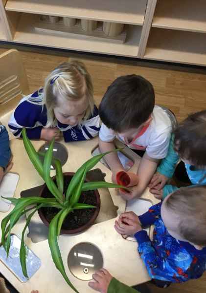 children observing a plant