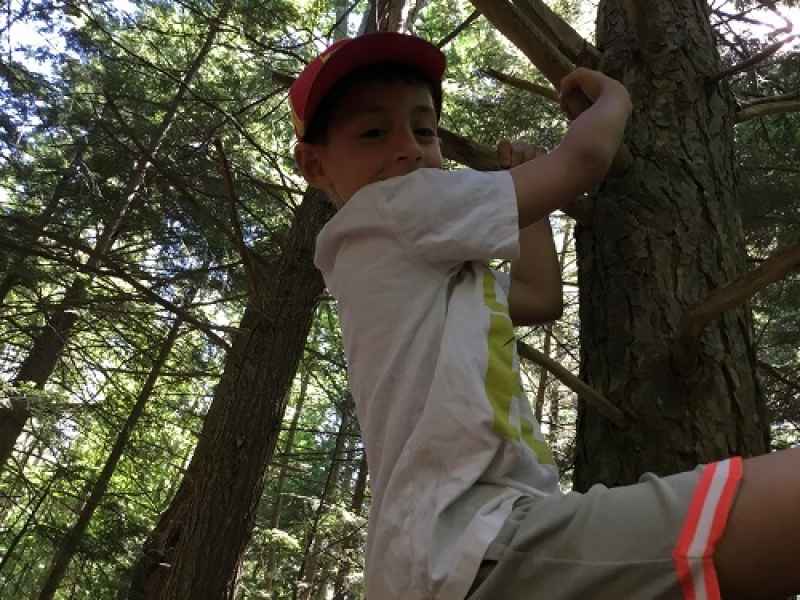 boy climbing a tree