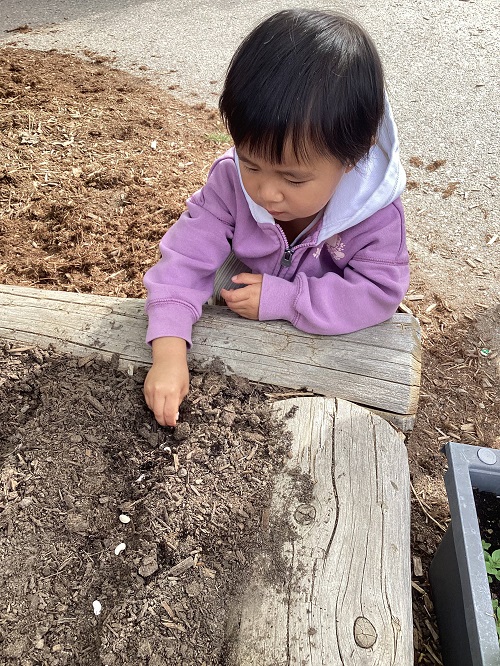 child placing seeds in our outdoor garden