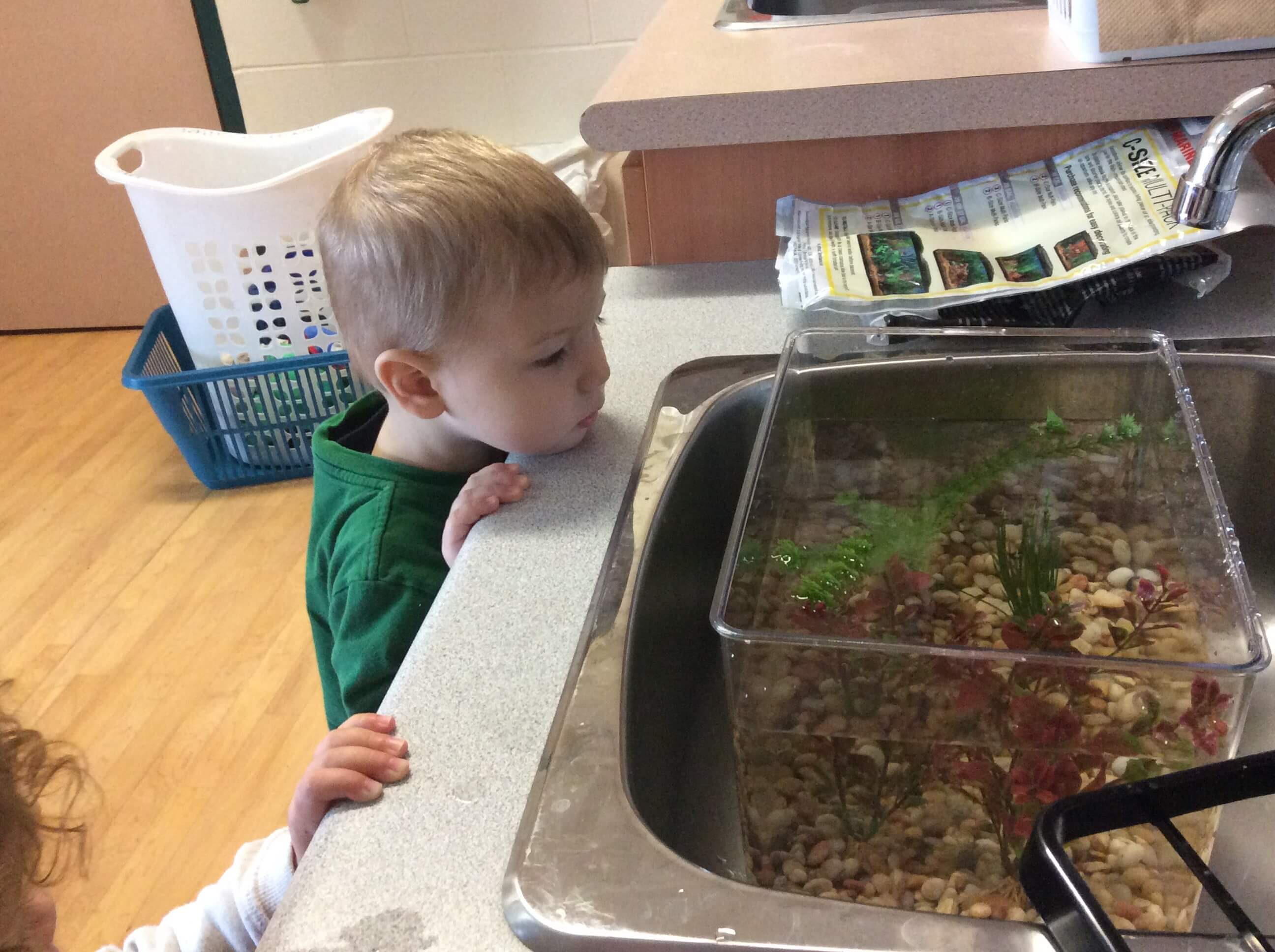 boy looking at a fish