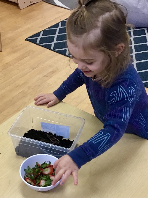 Child putting strawberry scraps in the dirt for the worms. 