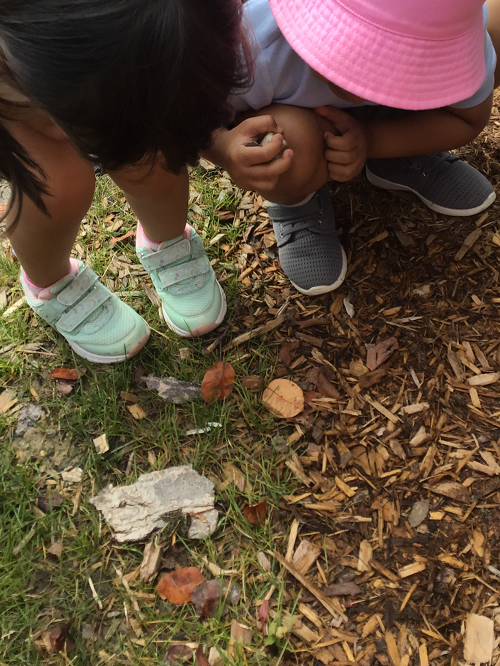 Children observing bugs in woodchips.