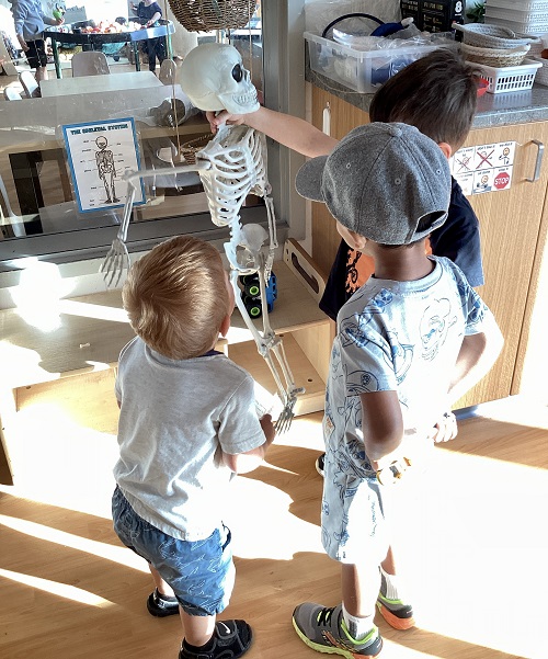 3 preschool children comparing a plastic skeleton to a diagram photo of a skeleton