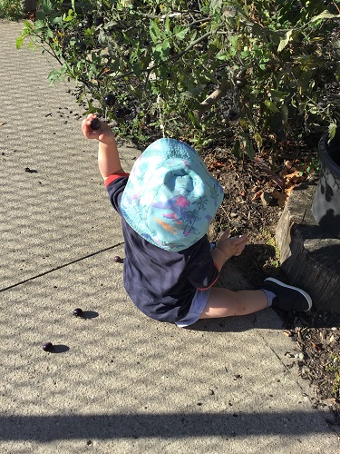 A child sitting on the ground picking cherry tomatoes